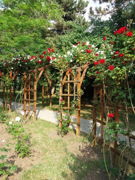  - 5 Trandafiri 2018 Gradina Botanica