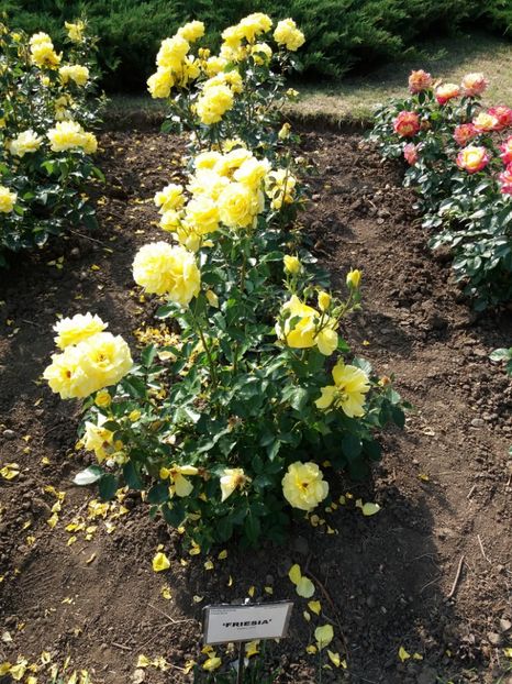  - 5 Trandafiri 2018 Gradina Botanica