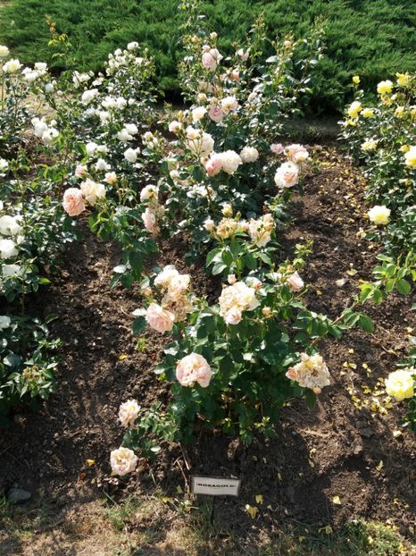  - 5 Trandafiri 2018 Gradina Botanica