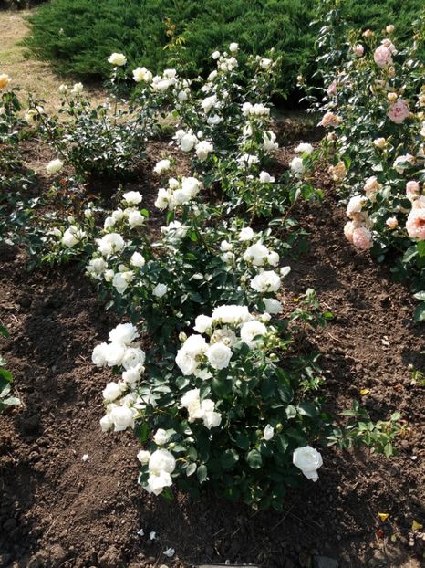  - 5 Trandafiri 2018 Gradina Botanica