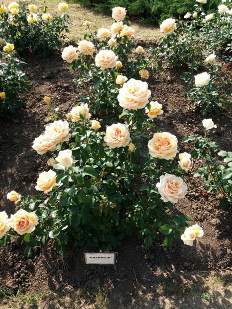  - 5 Trandafiri 2018 Gradina Botanica