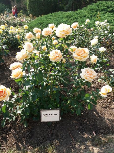  - 5 Trandafiri 2018 Gradina Botanica