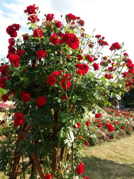  - 5 Trandafiri 2018 Gradina Botanica