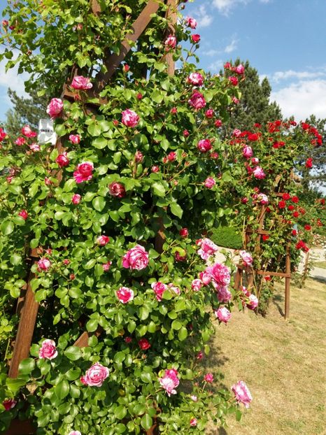  - 5 Trandafiri 2018 Gradina Botanica