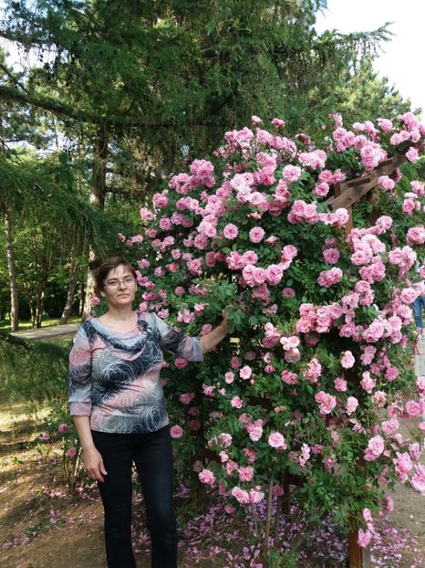  - 5 Trandafiri 2018 Gradina Botanica