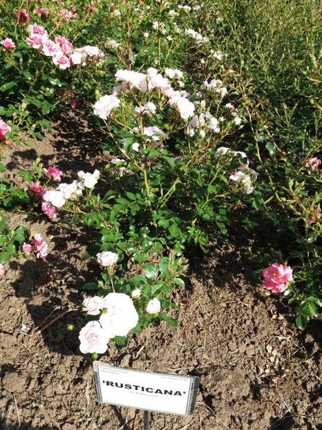  - 5 Trandafiri 2018 Gradina Botanica