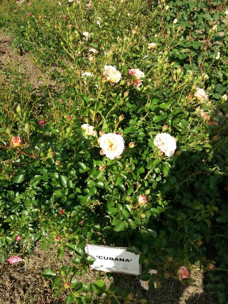  - 5 Trandafiri 2018 Gradina Botanica