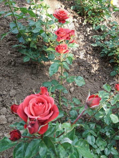  - 5 Trandafiri 2018 Gradina Botanica