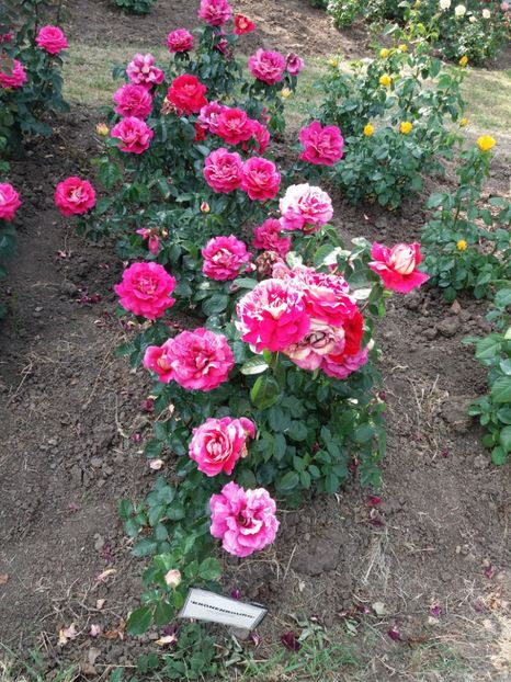  - 5 Trandafiri 2018 Gradina Botanica