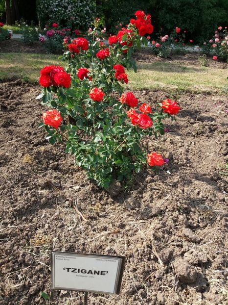  - 5 Trandafiri 2018 Gradina Botanica