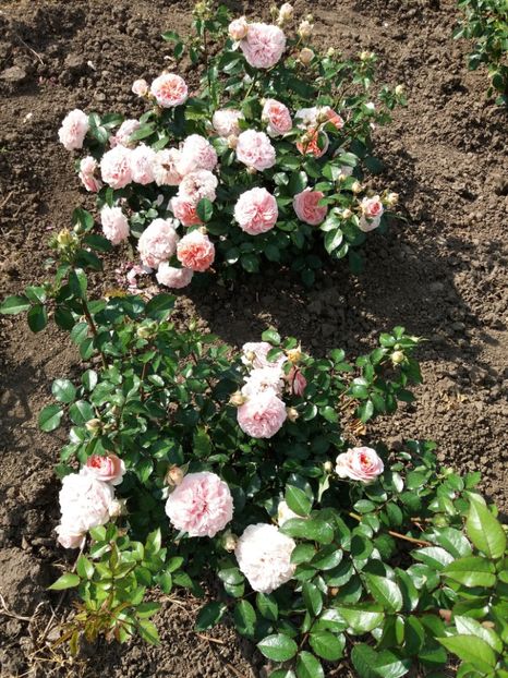  - 5 Trandafiri 2018 Gradina Botanica