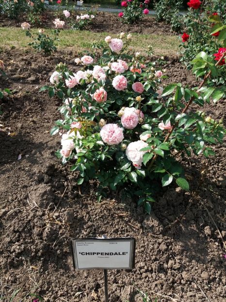  - 5 Trandafiri 2018 Gradina Botanica