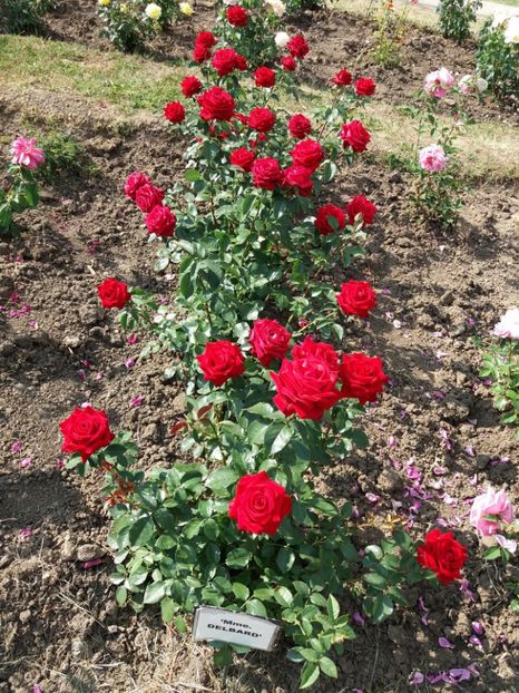  - 5 Trandafiri 2018 Gradina Botanica