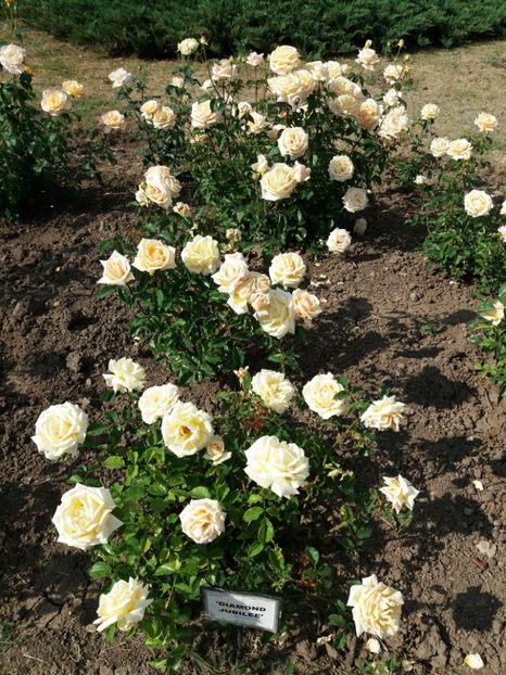  - 5 Trandafiri 2018 Gradina Botanica