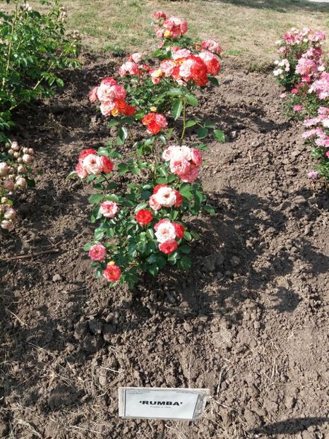  - 5 Trandafiri 2018 Gradina Botanica