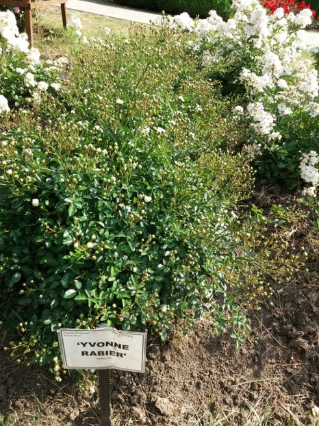  - 5 Trandafiri 2018 Gradina Botanica