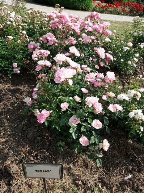  - 5 Trandafiri 2018 Gradina Botanica