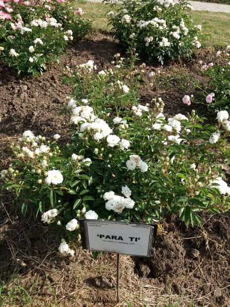  - 5 Trandafiri 2018 Gradina Botanica