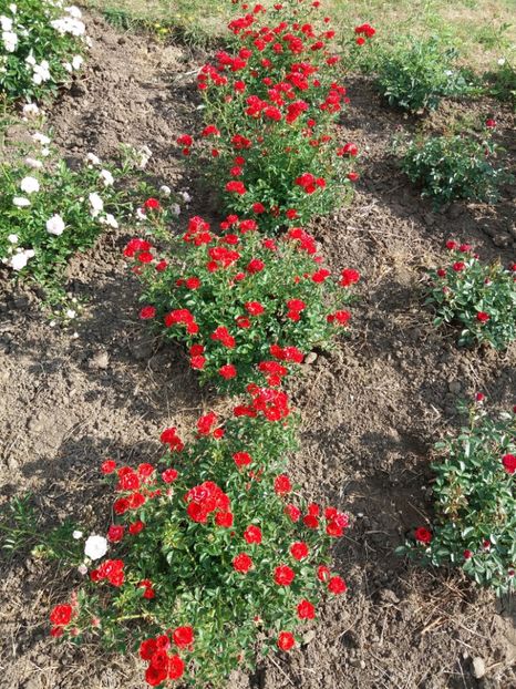  - 5 Trandafiri 2018 Gradina Botanica