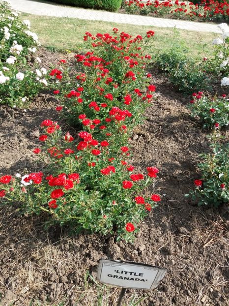  - 5 Trandafiri 2018 Gradina Botanica