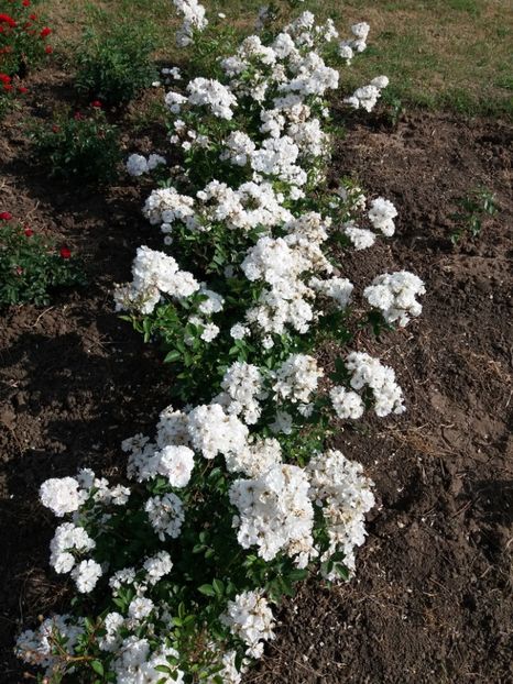  - 5 Trandafiri 2018 Gradina Botanica