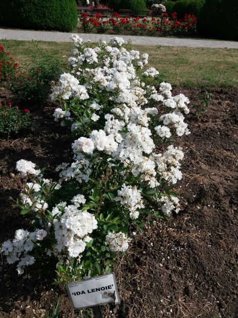  - 5 Trandafiri 2018 Gradina Botanica