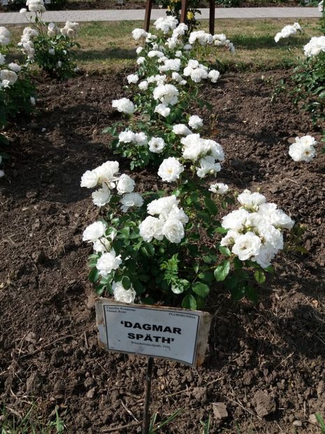  - 5 Trandafiri 2018 Gradina Botanica