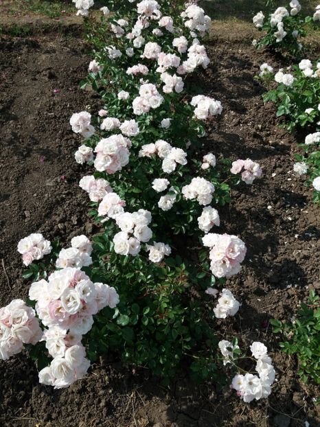  - 5 Trandafiri 2018 Gradina Botanica