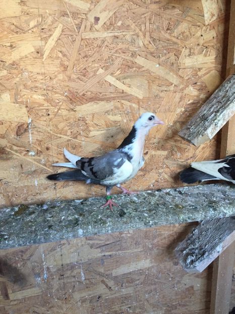 FCD0D86F-179C-473B-9A79-EF5F4FF06573 - Gălățeni pui