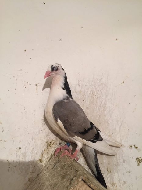 03E06EAC-DA06-455E-BC1A-1C1C5E9A0F52 - Gălățeni pui