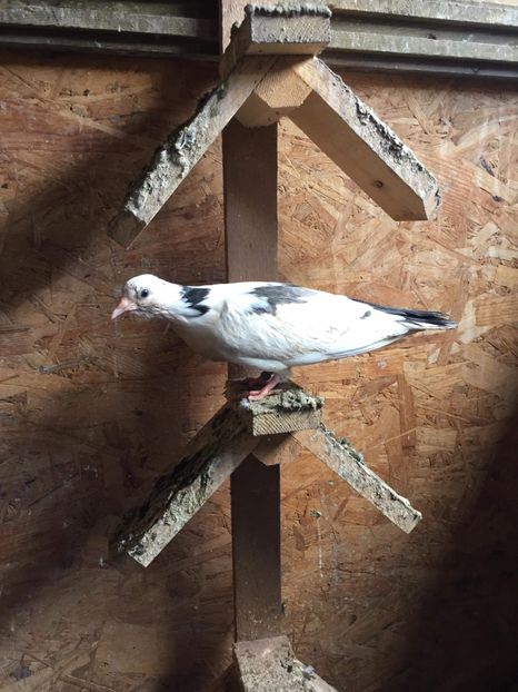 8CFE4272-D17F-4B5A-A8FF-95F8E0672D38 - Gălățeni pui