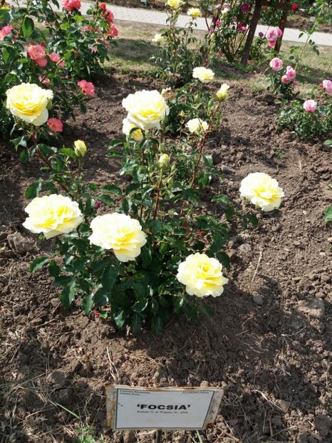  - 5 Trandafiri 2018 Gradina Botanica
