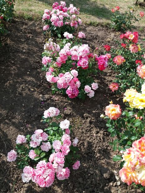  - 5 Trandafiri 2018 Gradina Botanica