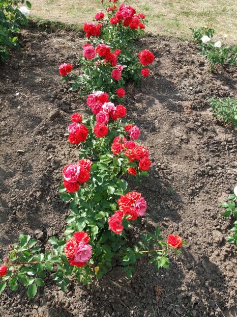  - 5 Trandafiri 2018 Gradina Botanica