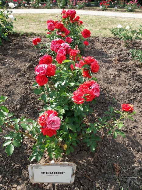  - 5 Trandafiri 2018 Gradina Botanica