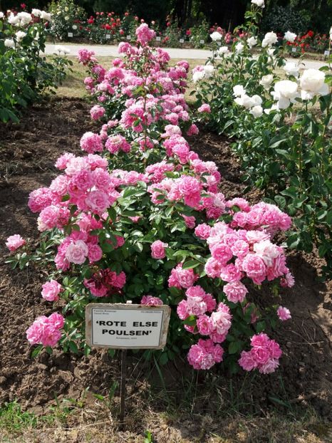  - 5 Trandafiri 2018 Gradina Botanica