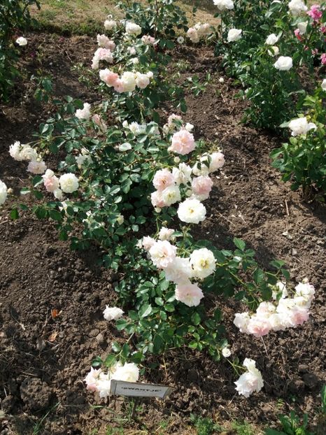  - 5 Trandafiri 2018 Gradina Botanica