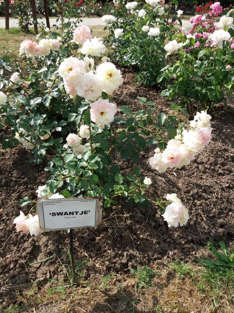  - 5 Trandafiri 2018 Gradina Botanica