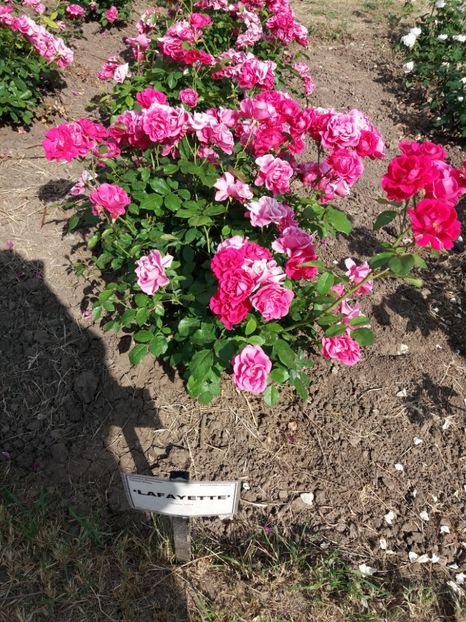  - 5 Trandafiri 2018 Gradina Botanica