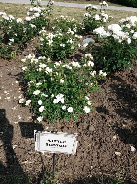  - 5 Trandafiri 2018 Gradina Botanica