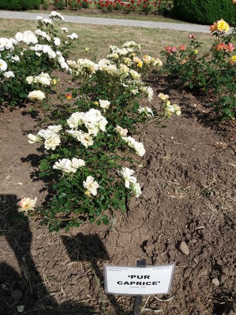  - 5 Trandafiri 2018 Gradina Botanica