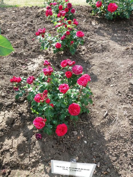  - 5 Trandafiri 2018 Gradina Botanica