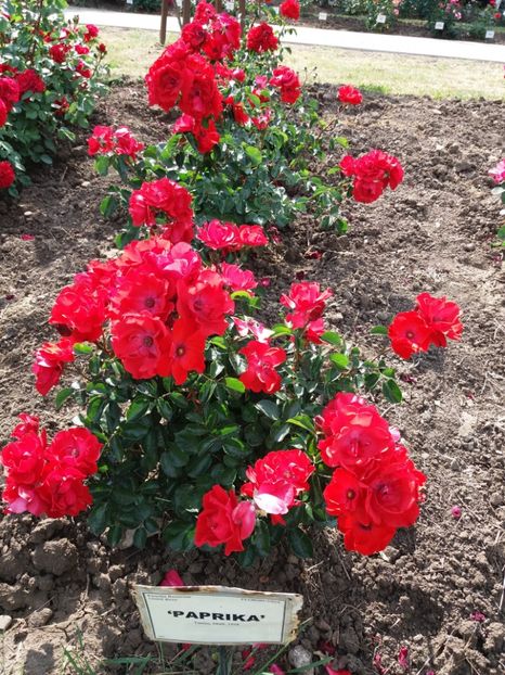  - 5 Trandafiri 2018 Gradina Botanica