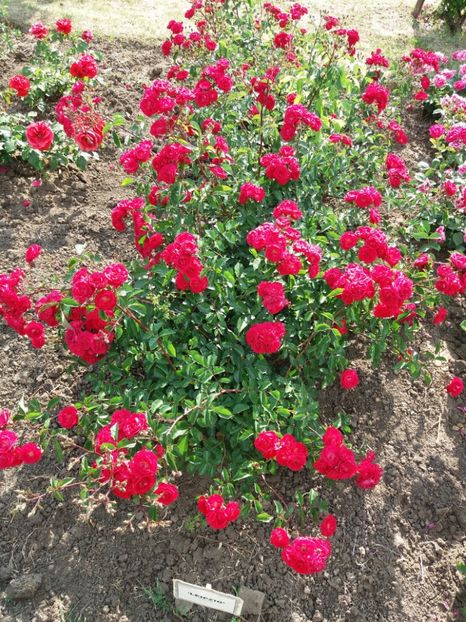  - 5 Trandafiri 2018 Gradina Botanica