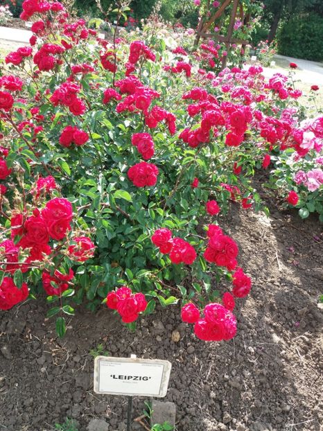  - 5 Trandafiri 2018 Gradina Botanica