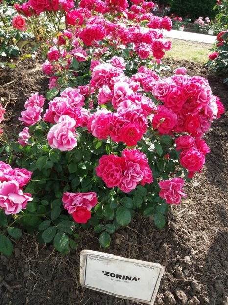  - 5 Trandafiri 2018 Gradina Botanica