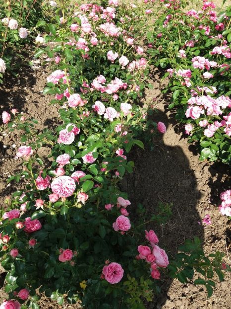  - 5 Trandafiri 2018 Gradina Botanica