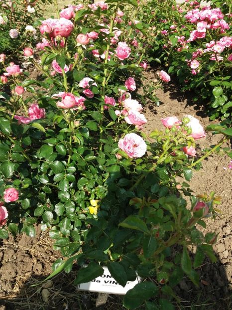  - 5 Trandafiri 2018 Gradina Botanica