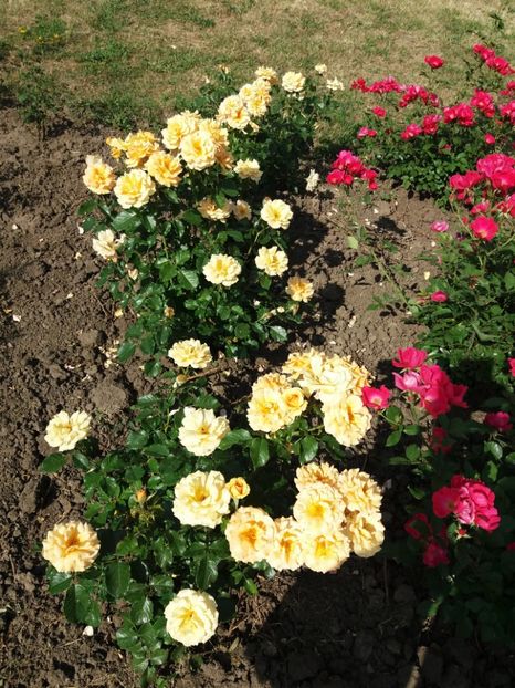  - 5 Trandafiri 2018 Gradina Botanica