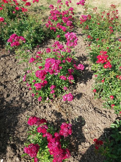  - 5 Trandafiri 2018 Gradina Botanica